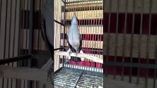 Download lagu kacer betina gacor buat ngecas jantan #kicaumania #burung mp3 Download lagu kacer betina gacor buat ngecas jantan #kicaumania #burung mp3