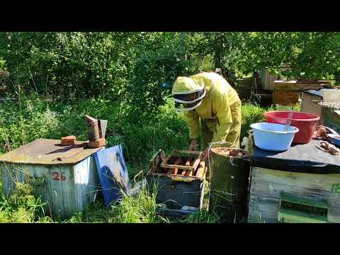 Пчеловодство.СУПЕР ДОБРЫЕ ПЧЁЛЫ!Поймал супер мега-добрый рой пчёл в лесу.Переселяю в улей что внутри