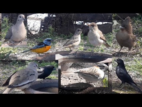 #67 Naranjeros Chingolo Cacholote Gorrion Zorzal Tordos Torcacita Torcaza 0907 2025 a