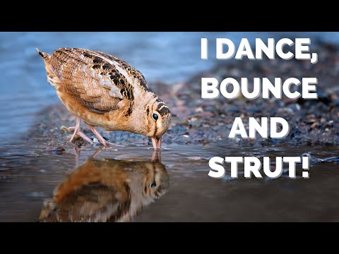 Play YouTube Video