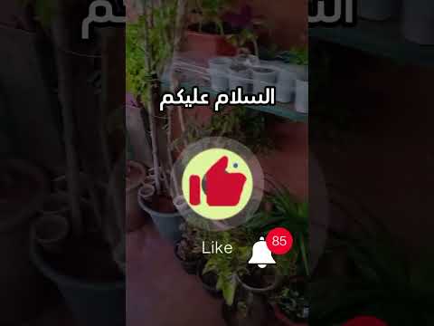 🐛🕷️حشرات تشكل خطورة على النباتات🐛🕷️
