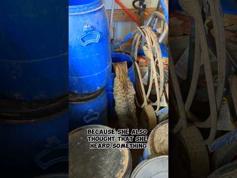 Can This Cat Catch A Giant Rat? #cats