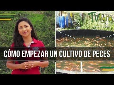 , title : 'Como empezar un Cultivo de Peces - Piscicultura - TvAgro por Juan Gonzalo Angel'