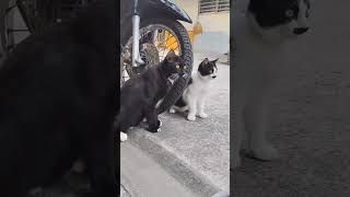 Download lagu funny moments 😂😄 💕 lovely 🌹😍🌹😍 Lulu 😹😀😹#lovelycat #beautiful love 💕😘 mp3