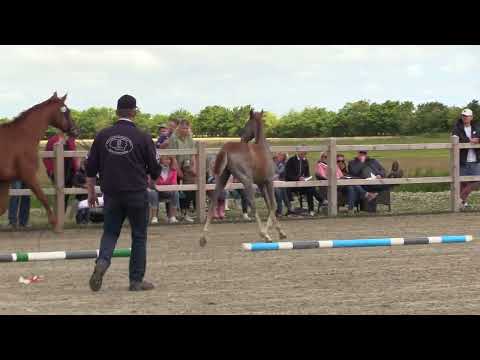 Holsteiner Fohlenschau Föhr 2022 | HF | Catdaddy x For Pleasure x Lord Z | 18A2 | Gerd Ohlsen