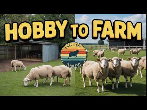 From Backyard Sheep to Paying the Bills!