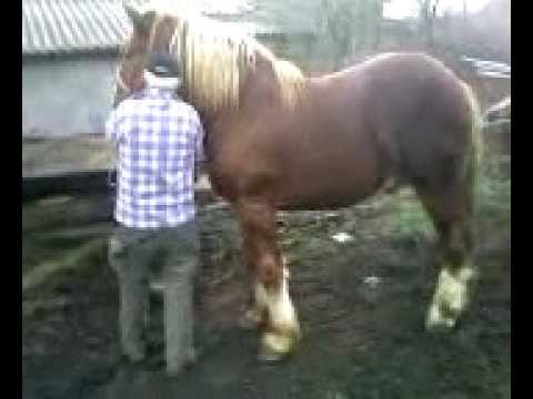 Vasalica Ripu cu manzul lui 1an si 8 luni din Sannicolau Mare