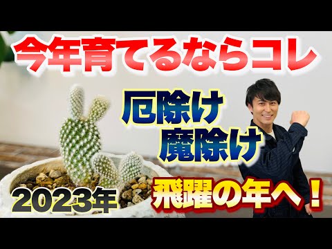 水の中でサボテンを繁殖させる方法 クリスマス イースター 春