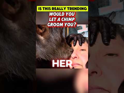Chimpanzee Gives Woman a Full Spa Day 😂 (You Won’t Believe This!)