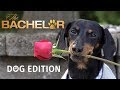 The Bachelor Dog Edition Who Will Crusoe Give The Rose To