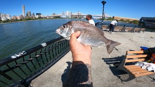 NYC- Porgies 9/28/2025