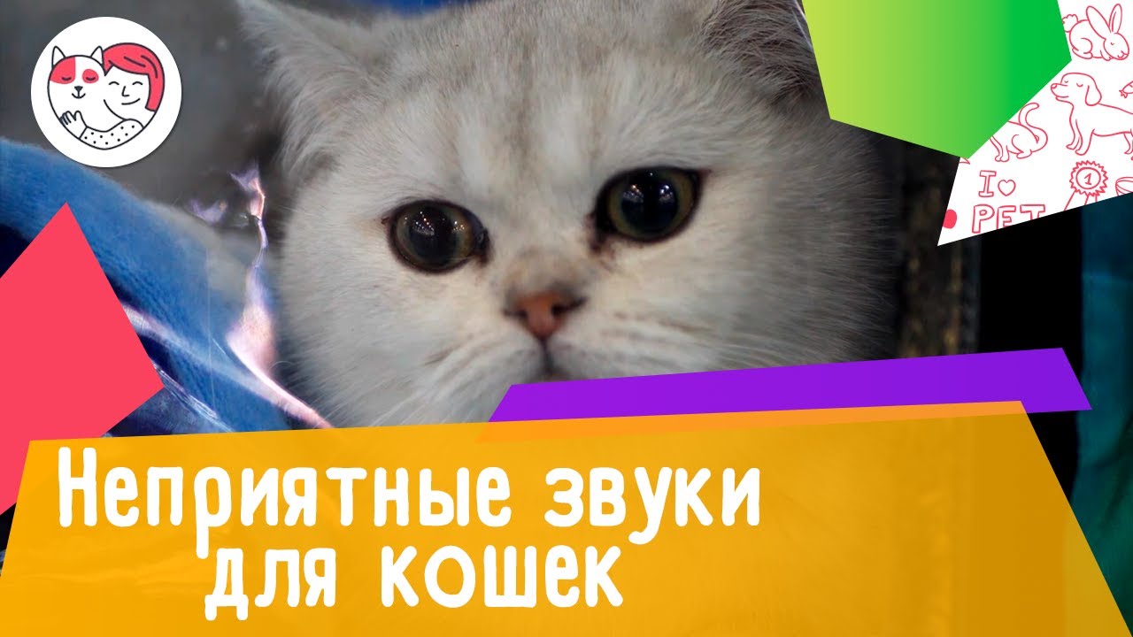 5 особенностей ухода за золотистым ретривером