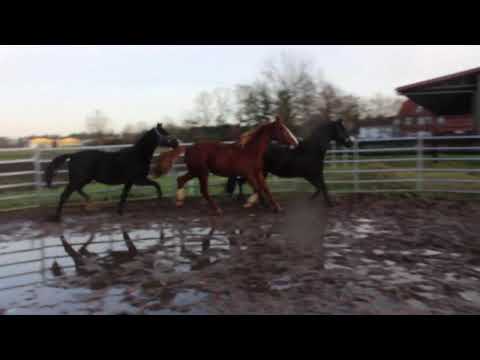 Diamond Little Totilas + Lovely Boy + Sezuan´s Colorful - FOR SALE – Duir Ask Ichschi