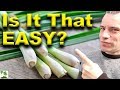 Grow Lemongrass At Home  - The Easy Way