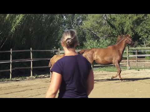 Don Fighter Drimco par DiamondGio LTH x Don Juan de Hus