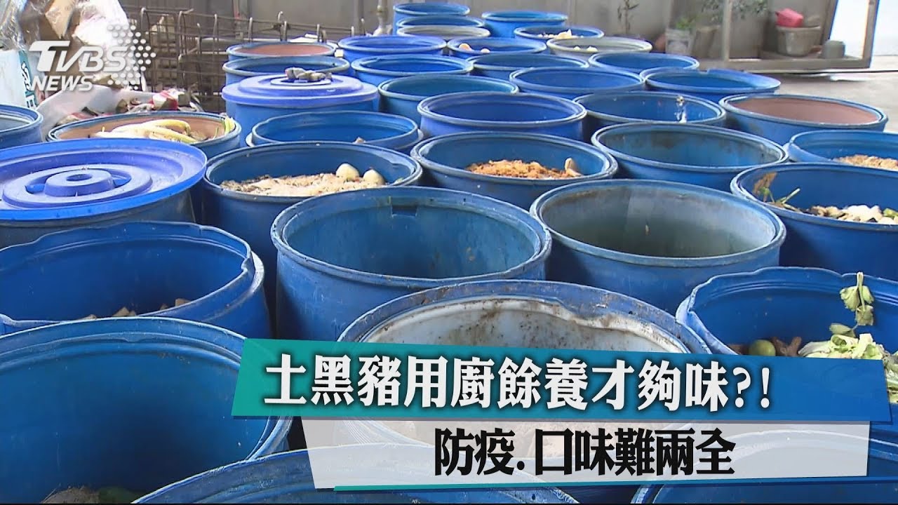 土黑豬用廚餘養才夠味？！　防疫、口味難兩全
