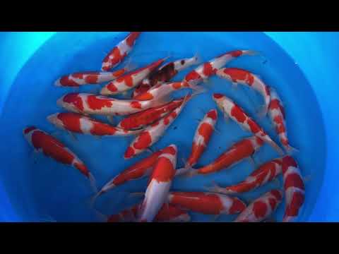 JKS 56 Izumiya Tateshita Goromo 22-25 cm