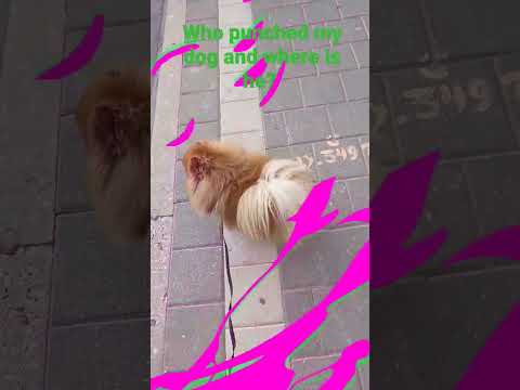 #dog Who punched my dog ​​and where is he? #adorabledog #cat #hashtag #doglover #art #popular