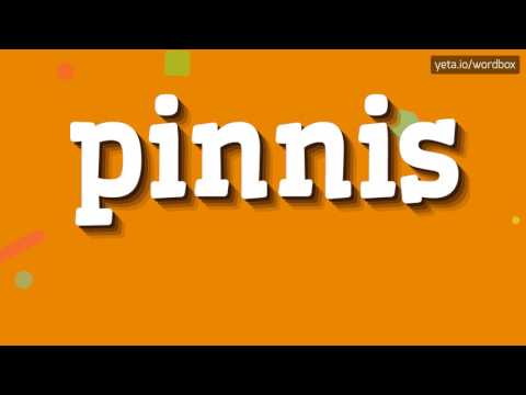 PINNIS - HOW TO PRONOUNCE IT!?