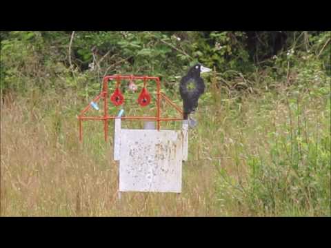 TINSLEY PARK SHOOTING CLUB REACTIVE TARGET SHOOT 30 06 16