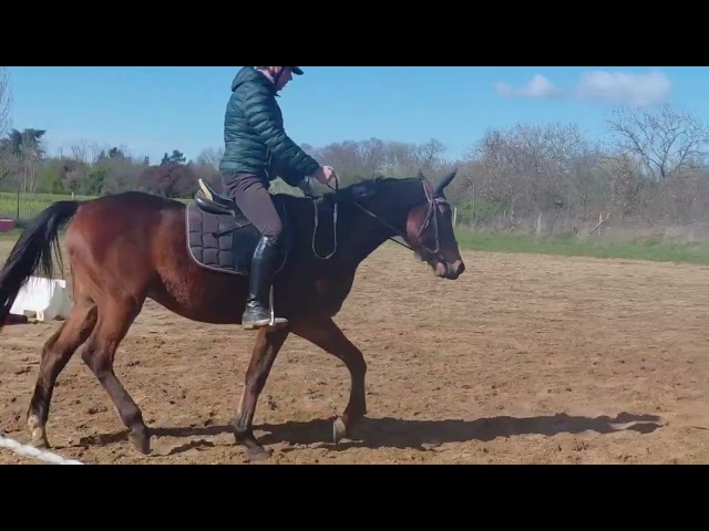 Castrone Anglo-Arabo In vendita 2022 Baio