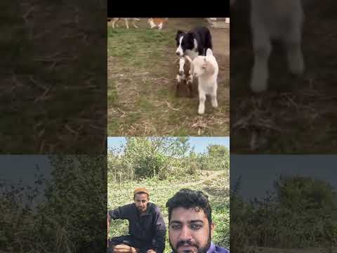 yah video dekhi dil khush ho gaya