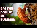 Cicada facts: the sounds of summer | Animal Fact Files