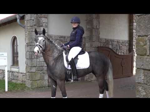 LEANNE 4j. Schimmelstute v. Hattrick Xavier – Altrido Hali´s Galeisa