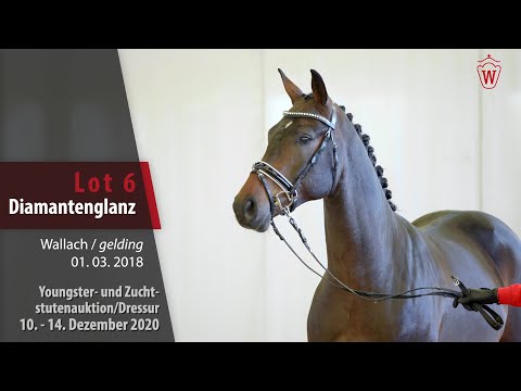 Youngster- und Zuchtstutenauktion/Dressur Lot 6 Diamantenglanz Wallach v. Dankeschön - Real Diamond