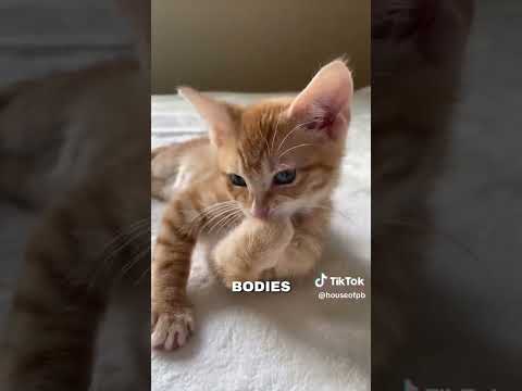 Fuzzy Joy Embodiments 😄🐱