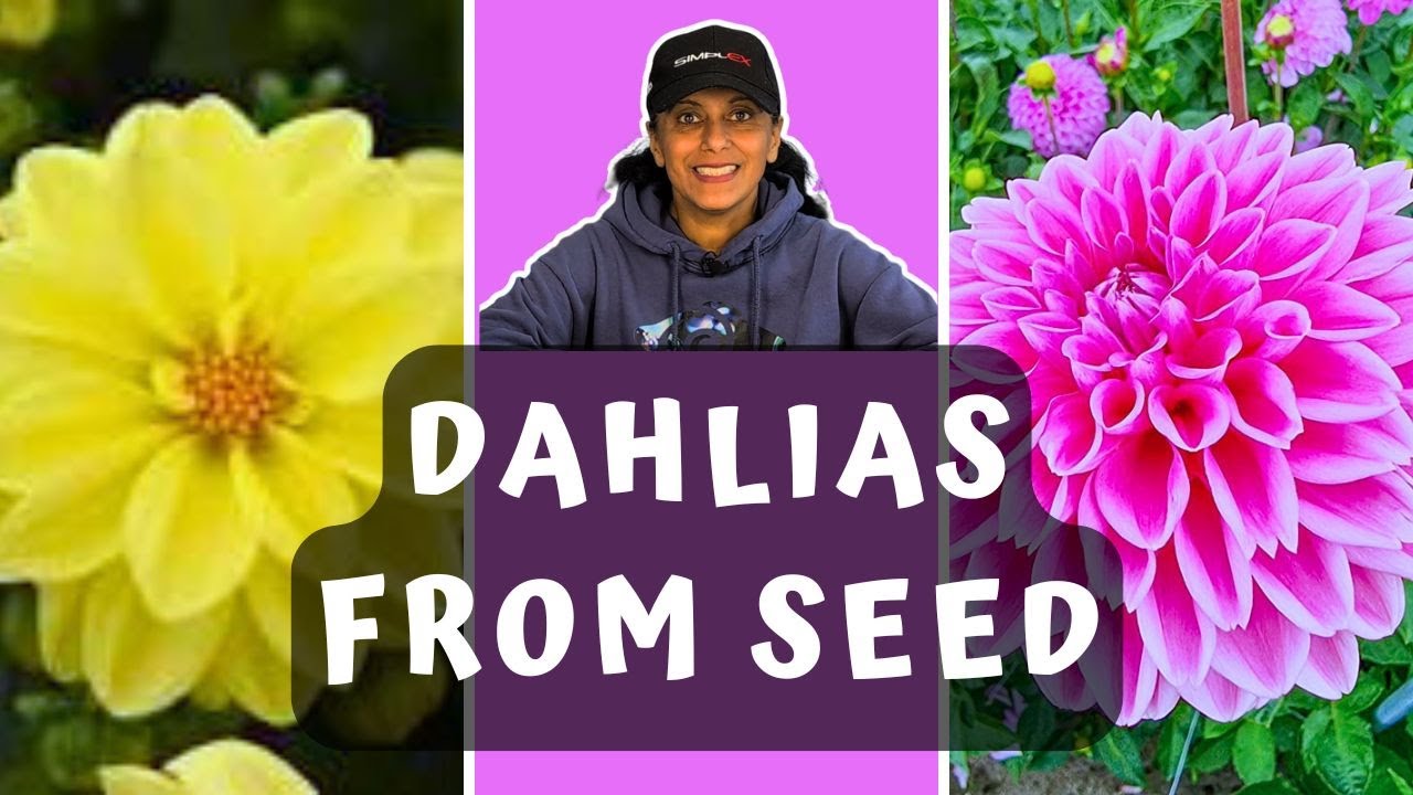 Grow Dahlias From Seed | Sowing Dahlia Seeds || Budget Gardening