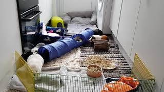 Guinea pig floortime | DIY guinea pig playground at home 🐽