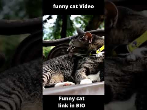 Funny cat videos