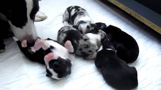 Welsh Corgi Cardigan z Irexu vrh ,,F