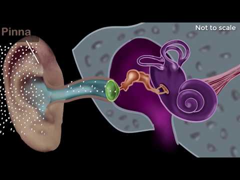 Human ear - structure & working | Sound | Physics | Khan Academy