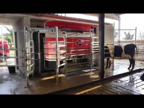 Suckler shed converted to robotic milking
