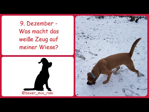 Rokis Adventskalender: 9. Dezember - Was macht das weiße Zeug auf meiner Wiese?