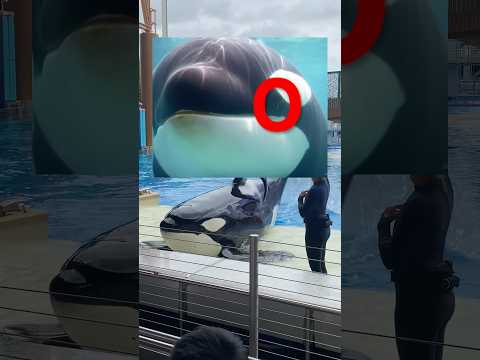 How To Survive A Killer Whale Attack