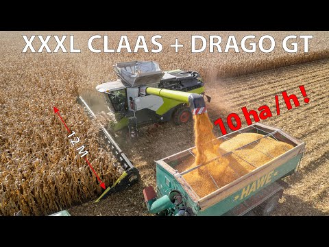CLAAS LEXION  8900TT + OLIMAC DRAGO GT harvesting corn at Kombinat Rolny Kietrz farm in Poland