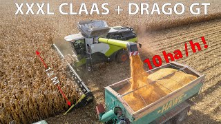 OLIMAC DragoGT új vagy használt kukorica vágóasztalok
