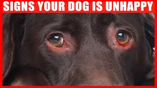 15 Signs Your Dog is Unhappy (NEVER IGNORE)
