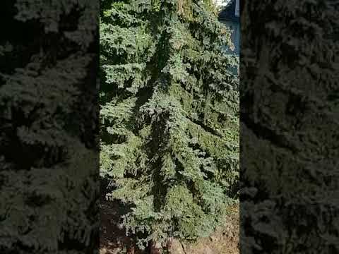 Der dümmste Holzfäller aller Zeiten