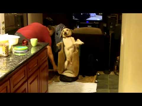 Megaesophagus Bailey Chair