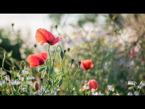 10 Hours of Relaxing Music - Sleep Music, Piano Music for Stress Relief, Sleeping Music (Mila)