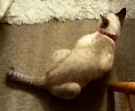 cat squatting down (Kurara)