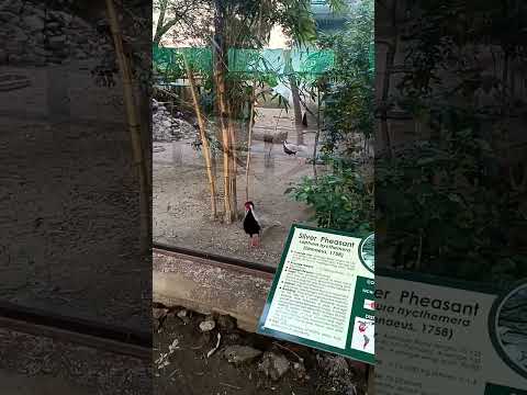 jamai Kundu#shortvideo #sohani