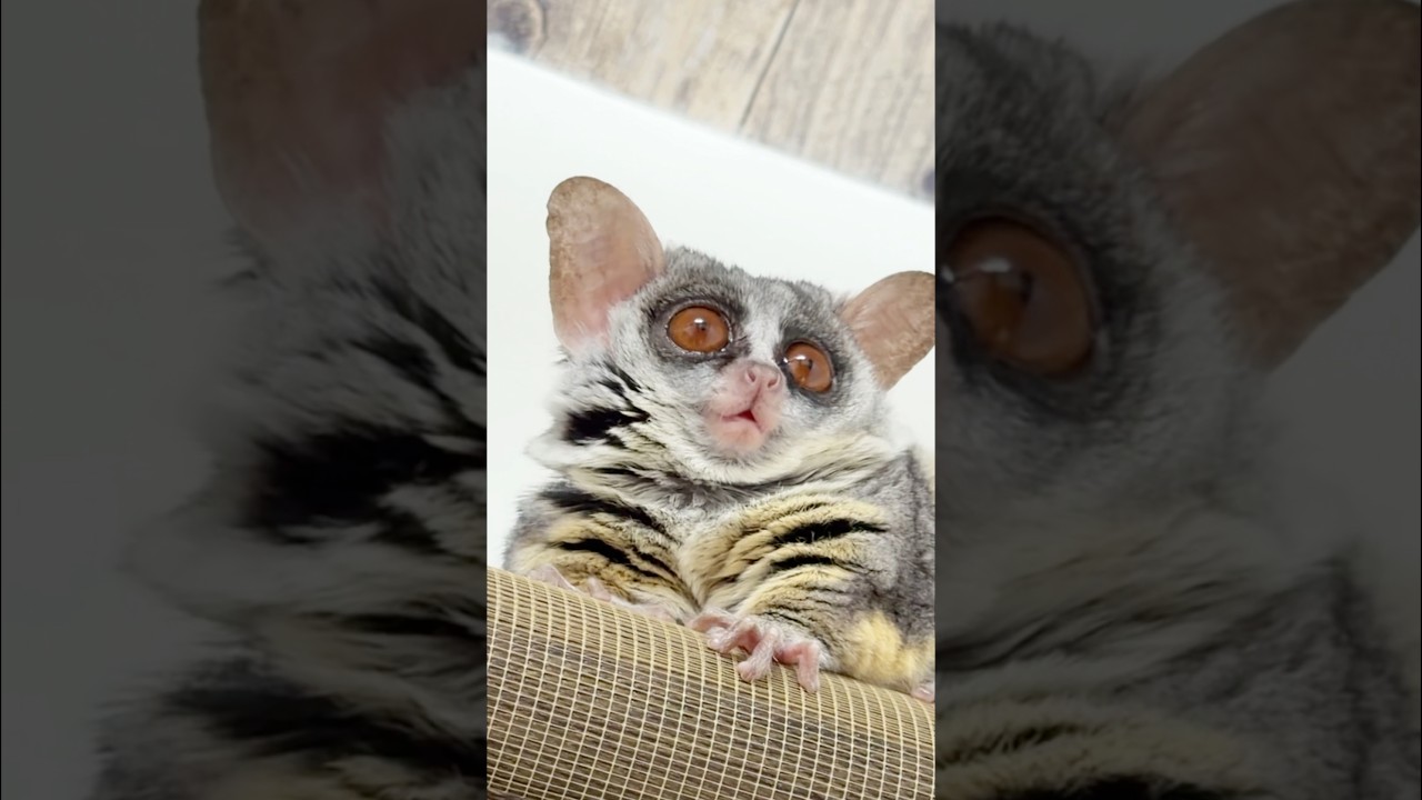 危険アラート！鳴くショウガラゴのトロチー