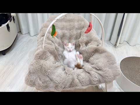 新入り子猫に赤ちゃん用のゆりかごをプレゼントしたらこうなっちゃいましたwww
