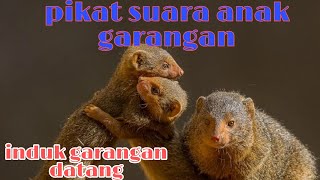 Download lagu Suara anak garangan panggil induk nya ⭕🔥🔥 mp3