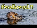 CORMORANT HUNTING FISH CORMORANT CAUGHT BIG FISH DIFFICULT TO SWALLOW